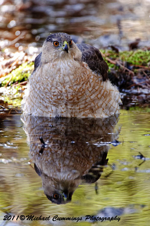 coopers hawk