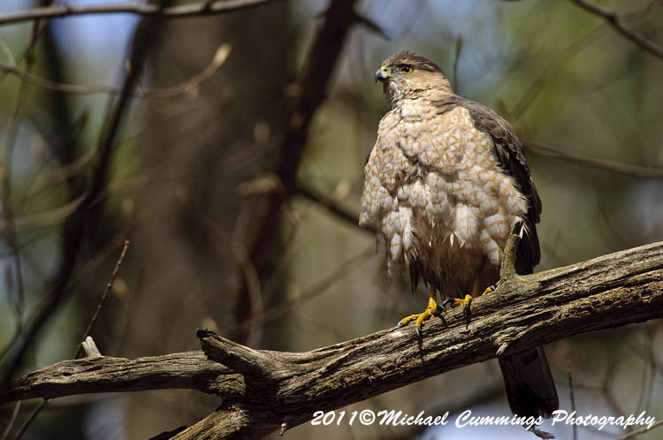 coopers hawk