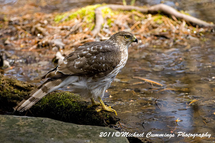 coopers hawk