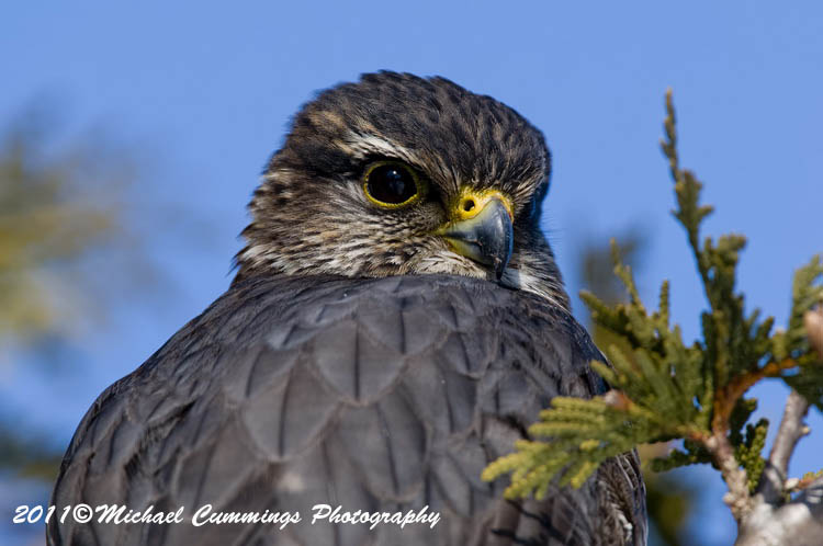 merlin