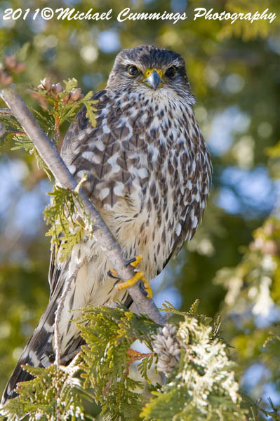 merlin