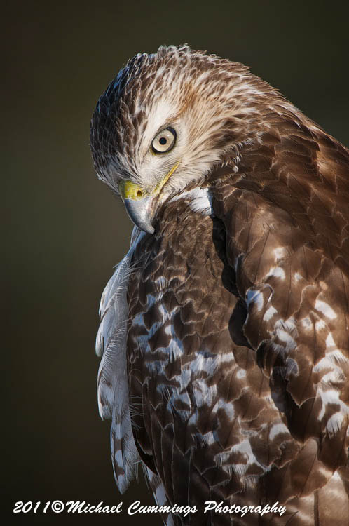 redtailed hawk