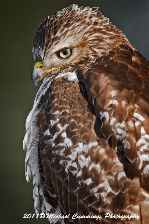 redtailed hawk