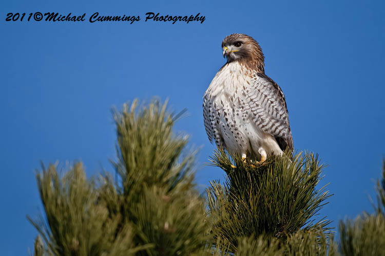 redtailed hawk