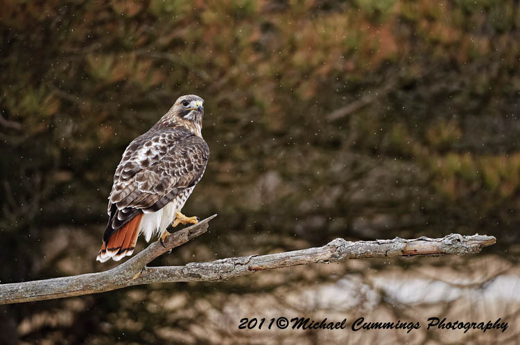 redtailed hawk