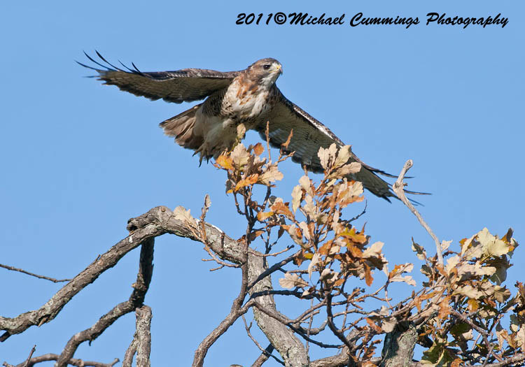 redtailed hawk