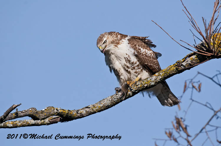 redtailed hawk