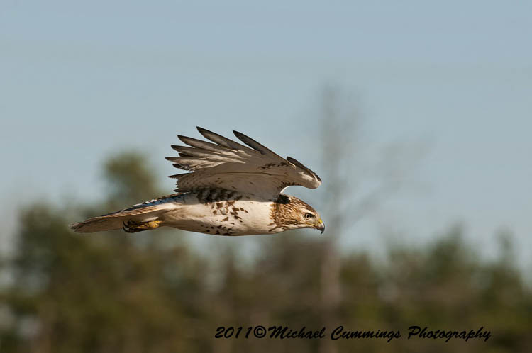 redtailed hawk