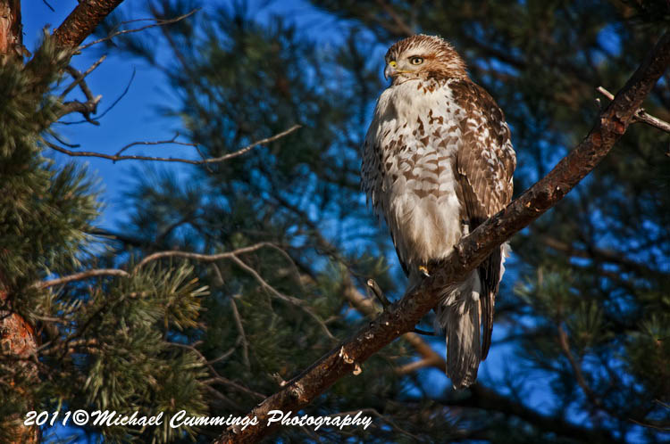 redtailed hawk