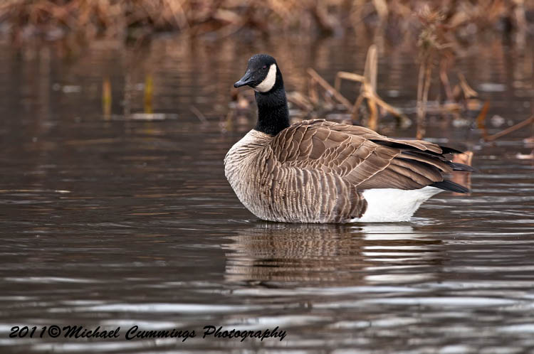 canada goose