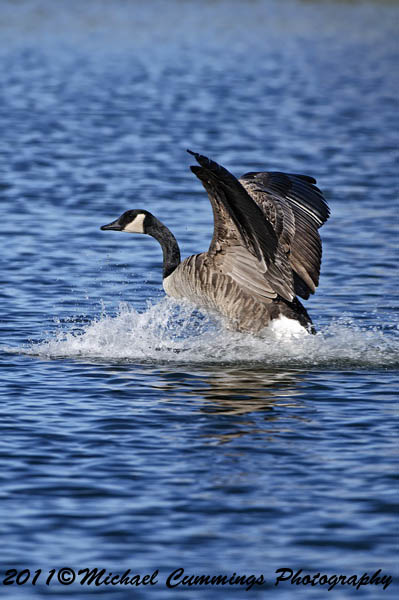 canada goose
