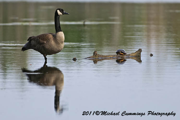 canada goose