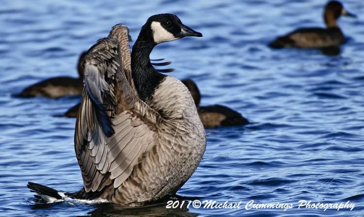 canada goose