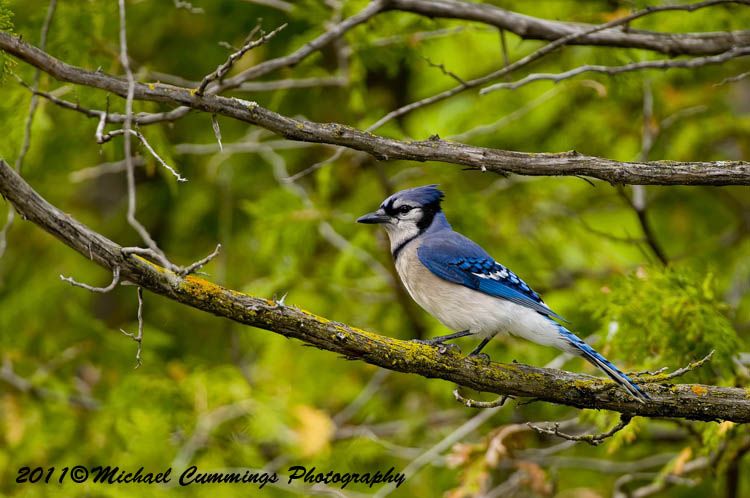 Blue Jay