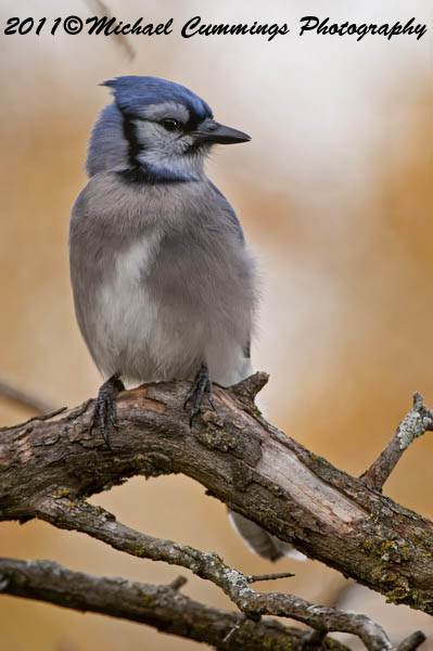 Blue Jay