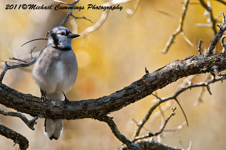 Blue Jay