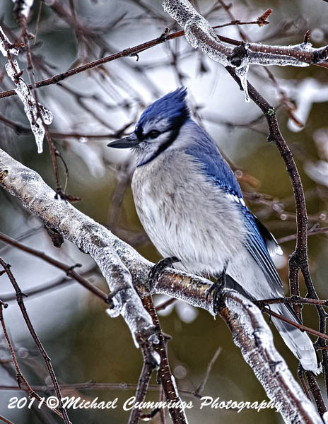 Blue Jay