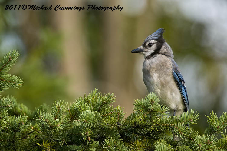 Blue Jay
