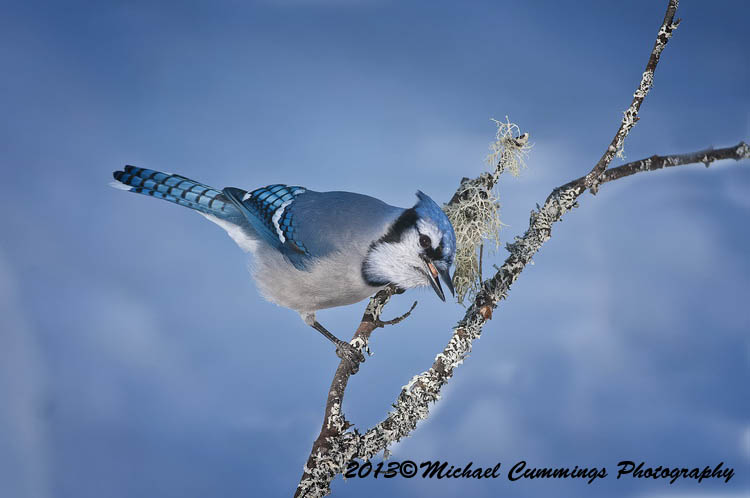 Blue Jay