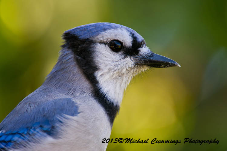 Blue Jay