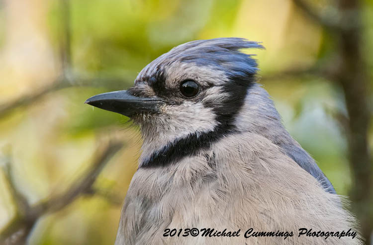 Blue Jay