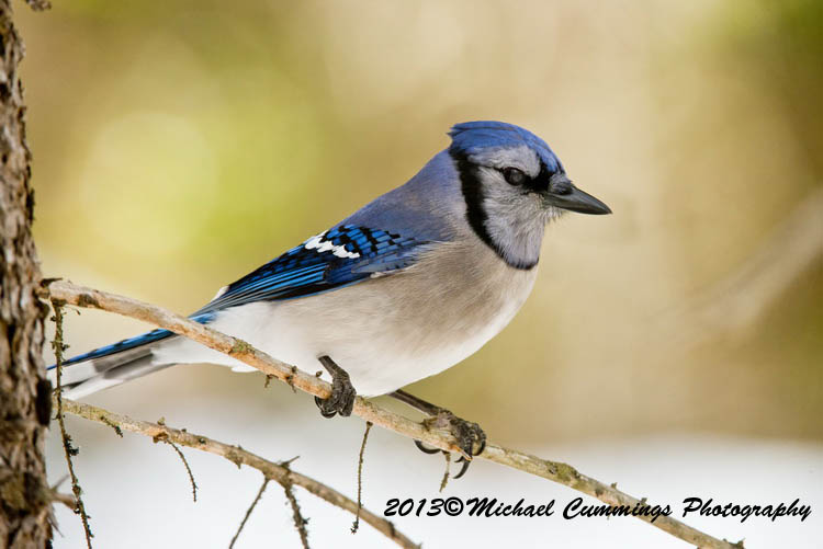Blue Jay