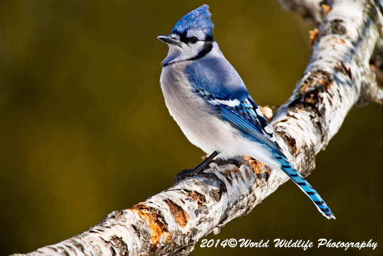 Blue Jay
