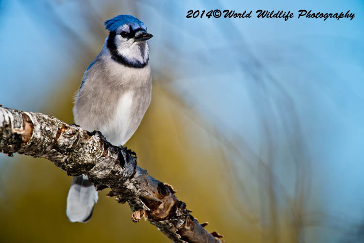 Blue Jay