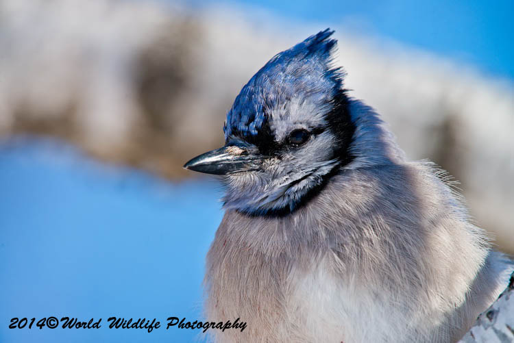 Blue Jay
