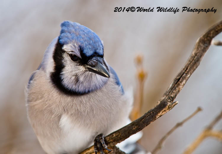 Blue Jay