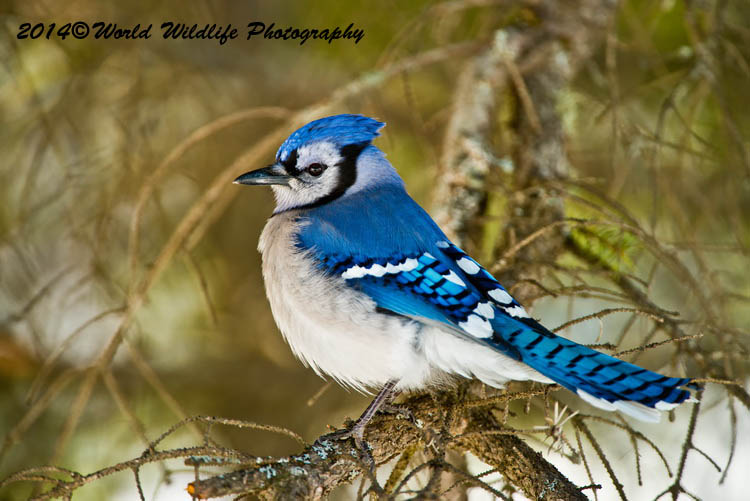 Blue Jay