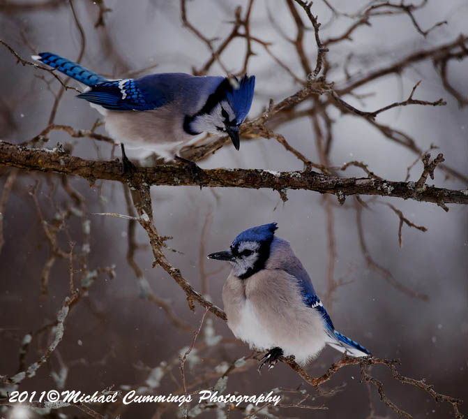 Blue Jay