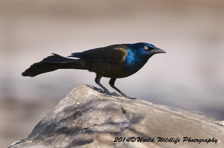 Grackle