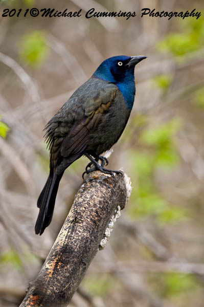Grackle