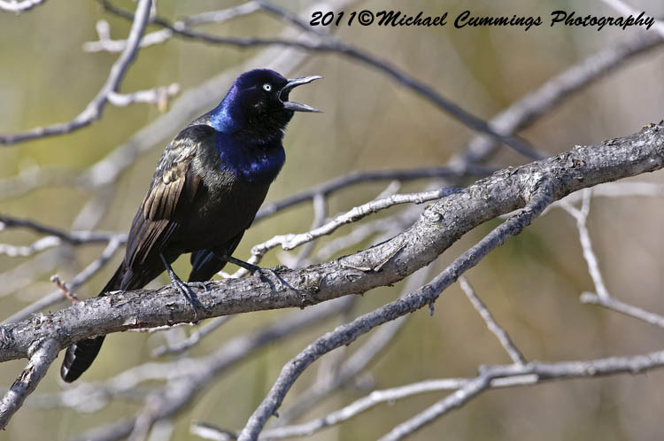 Grackle