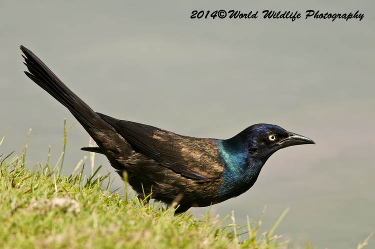 Grackle