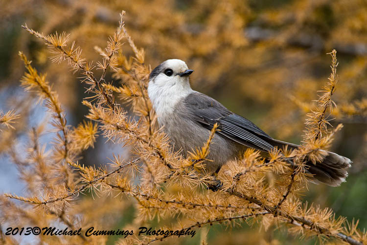 Blue Jay