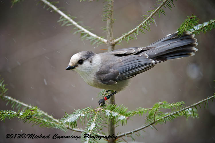 Blue Jay