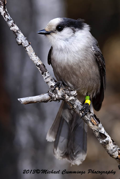 Blue Jay
