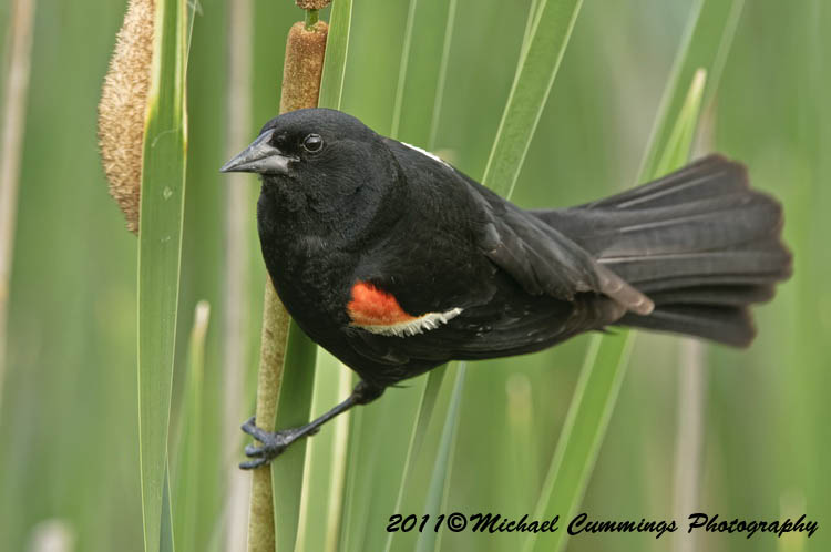 Redwing Black Bird