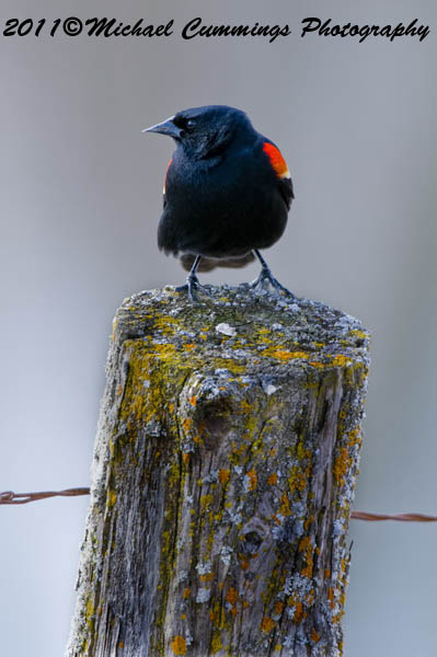 Redwing Black Bird
