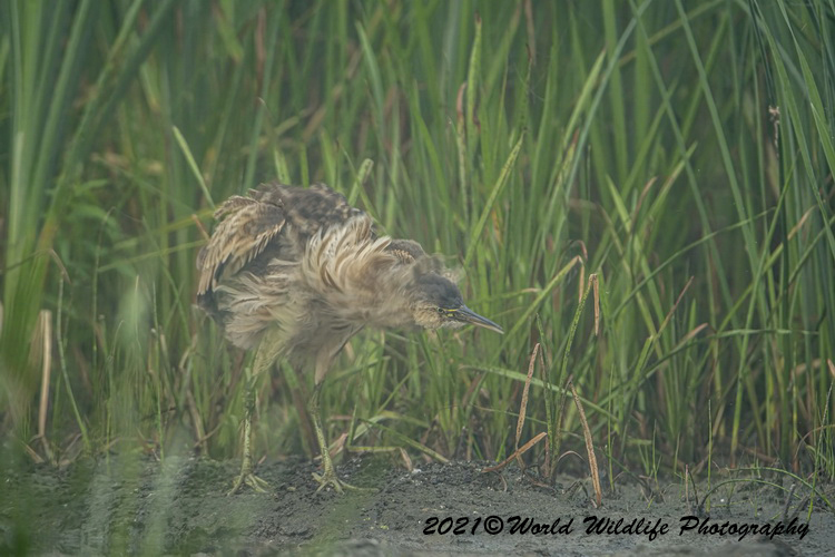americanbittern