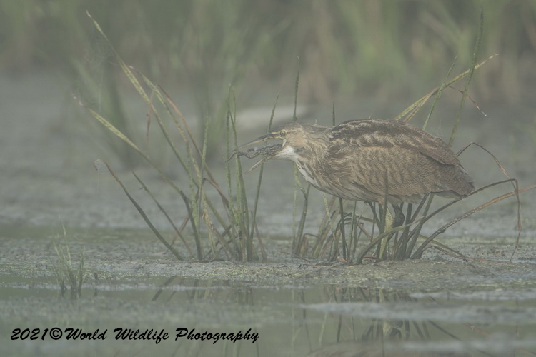 americanbittern