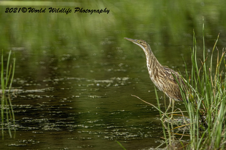 americanbittern