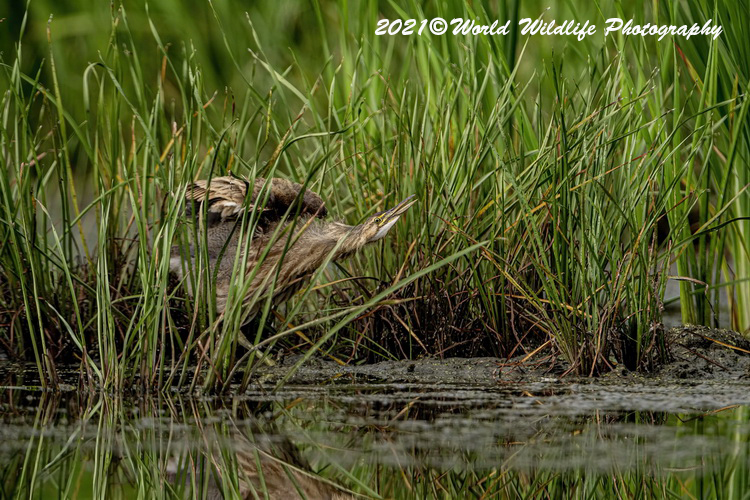 americanbittern