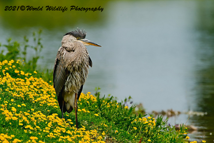 blueheron