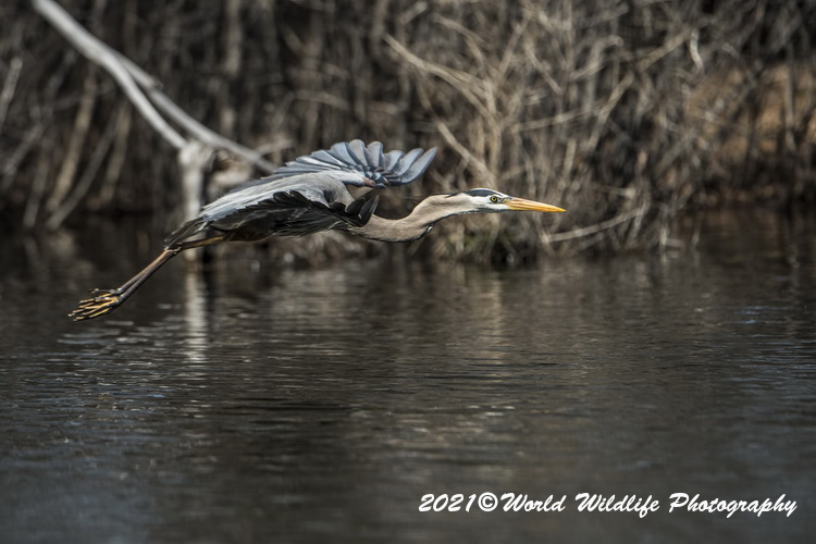 blueheron