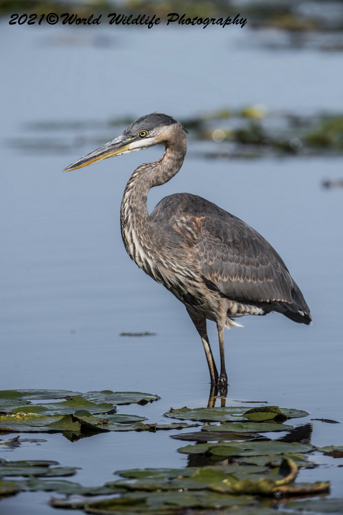 blueheron