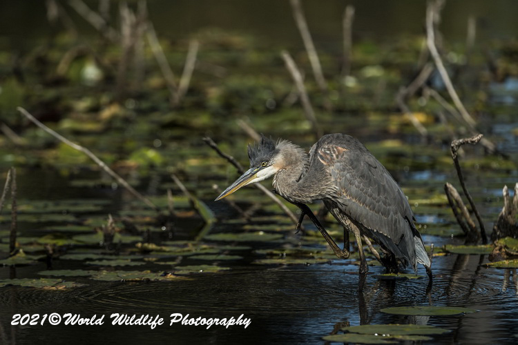 blueheron