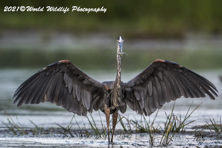 blueheron